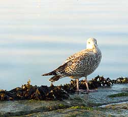 bird