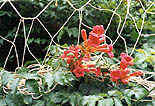 filet fleuri