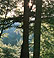 forest broceliande