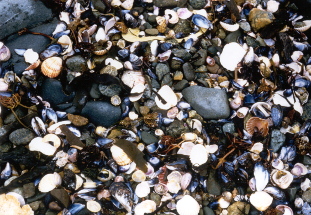 Moules sur la plage