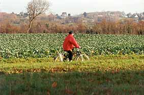 cycliste 'dans les choux'