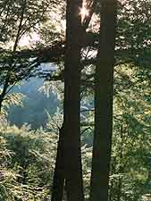 Wald von Paimpont