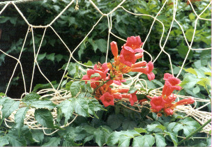 Blumen im Fischernetz