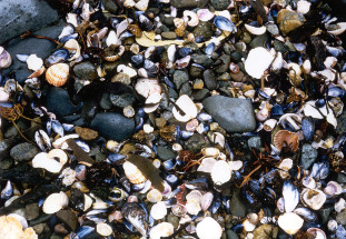 mejillones en la playa